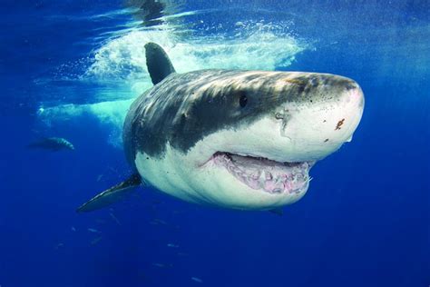 Great White Shark, Jaws misunderstood - Underwater360