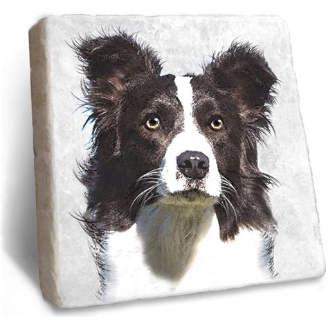 Black and White Border Collie Coaster - Gifted