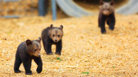 14 Pictures of the Cutest Bear Cubs You'll Ever See | PETA