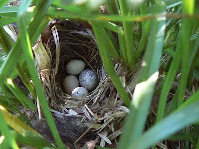 The Flycatcher: Common Yellowthroat nest with Cowbird egg