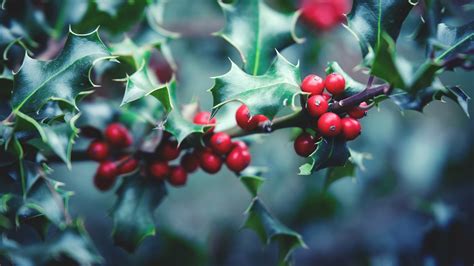 4K holly (Plant) Wallpapers | Background Images