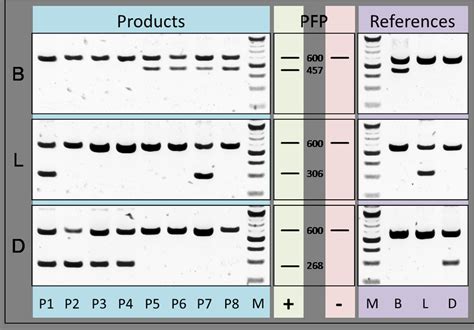 ARMS Diagnostics: Comparison of multiplex PCR results using rbcLa ...