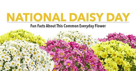 Happy National Daisy Day