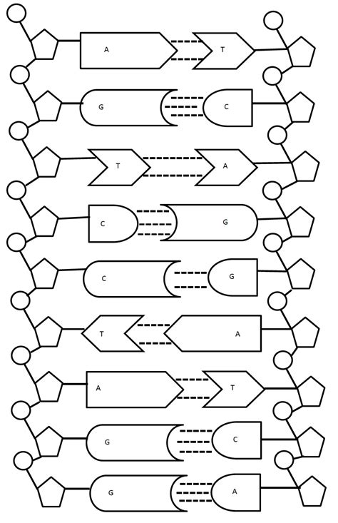 Dna Activity Worksheets