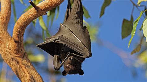 Deforestation Brings Bat-Borne Virus Home to Roost - The New York Times