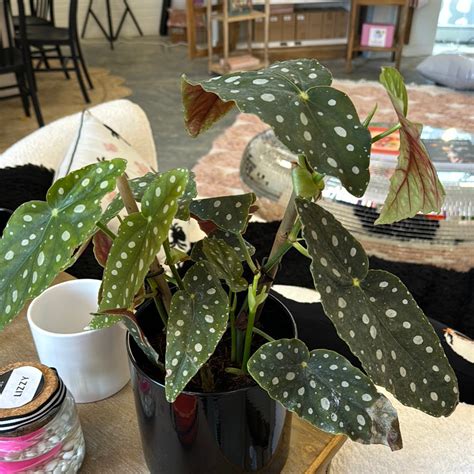 6” Begonia Maculata – RunningonBlooms