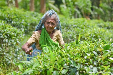 Sri Lankan Traditional Tea Pluckers, Sri Lanka