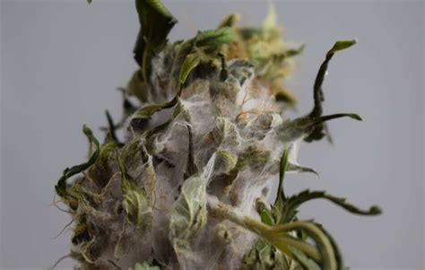 What Does Mold Look Like on Weed? - Cannabis 101 - Leaf Nation