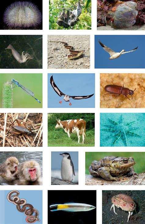 Species Examples Biology