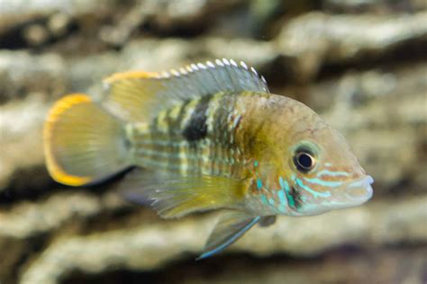 6 Peaceful Dwarf Cichlids For Your Community Tank!