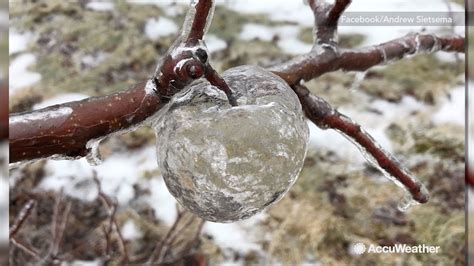 'Ghost apples' left dangling on tree after Michigan ice storm - ABC7 ...