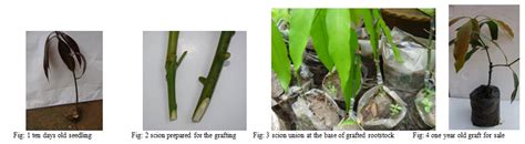 Epicotyl Grafting: A useful techniques of Mango Propagation