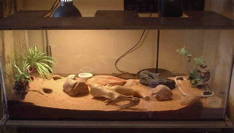 kingsnake.com photo gallery > Cages, Terrariums, Ponds, Aquariums > Leopard gecko cage