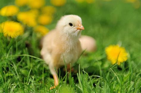 Ayam Kecil Peternakan Ayam Hijau Foto Latar belakang Dan Gambar Untuk ...