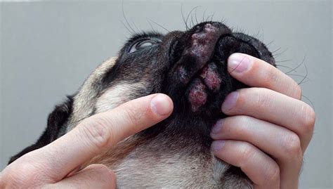 13 Most Common Signs of Allergies in Dogs (And What to Do About Them)