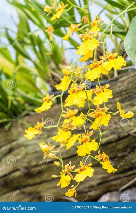 Yellow Oncidium orchid. stock image. Image of nature - 87974653