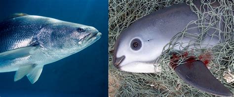 How the Totoaba caused the extinction of the Vaquita Marina porpoise - Baja California Post