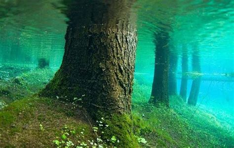 top-10-amazing-events-on-earth-underwater-forest-of-lake-kaindy - Interesting Facts, Information ...