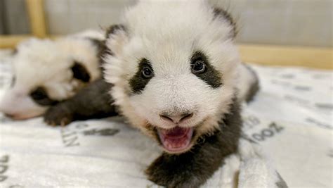 Berlin Zoo Releases Adorable New Photos Of Baby Panda Twins | iHeart