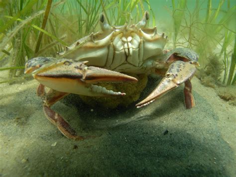 Shorelines » Blog Archive Chesapeake Bay’s Underwater Plants Stage Record-Breaking Comeback ...