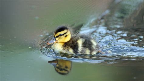 Descargar fondos de Adorablepatito Bebé Nadando En El Agua. | Wallpapers.com