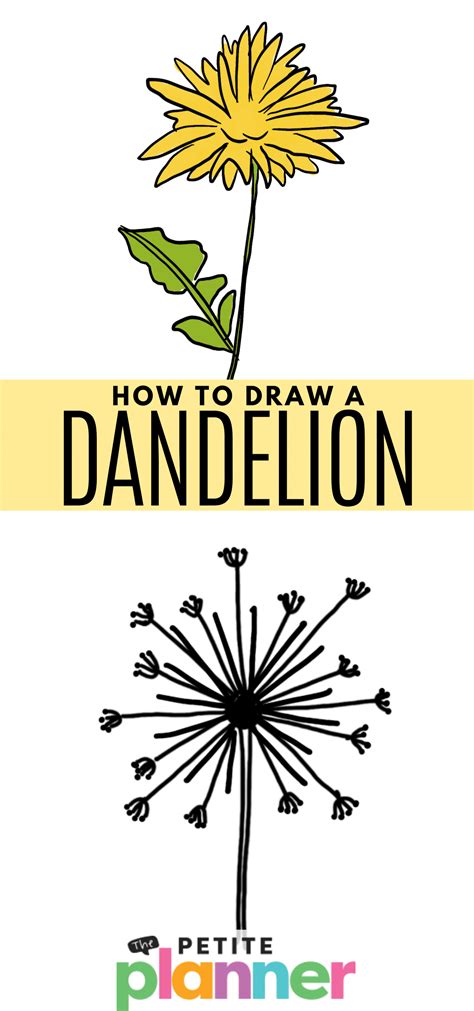 How to Draw a Dandelion - Step By Step Directions!