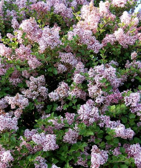 Dwarf Korean Lilac - standard tree form - Bower & Branch | Lilac tree, Korean lilac tree, Dwarf ...