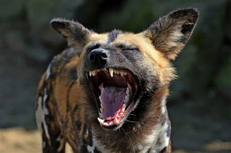 5 Best Places to See African Wild Dogs