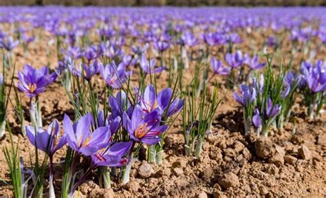 Saffron Cultivation: A Complete Information