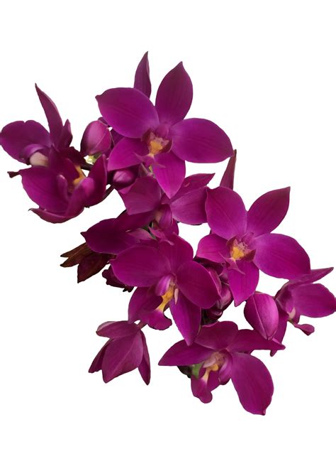 purple orchid flowers on a transparent background 28539088 PNG