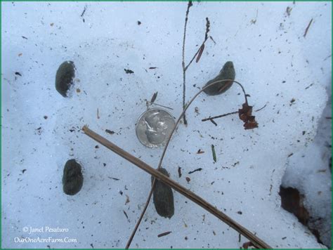 Porcupine Tracks and Sign