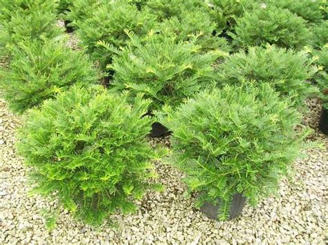 Japanese Plum Yew Facts, Growth Rate, Cultivars, Pictures