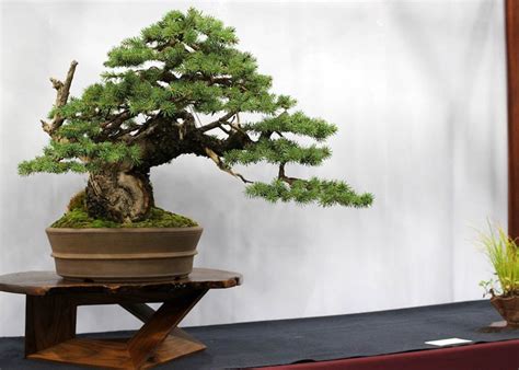 Care guide for the Spruce Bonsai tree (Picea) - Bonsai Empire