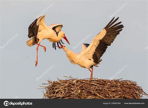 White Storks Nesting Blue Cleat Sky Stock Photo by ...