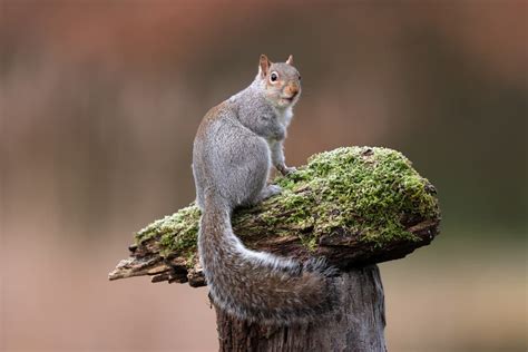 How to Deal with A Squirrel Infestation - EcoCare Pest Control