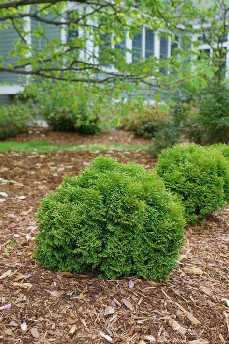 Tater Tot® - Arborvitae - Thuja occidentalis | Foundation planting ...