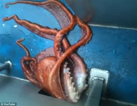 Houdini of the deep: Incredible moment an octopus escapes from an Alaskan fishing boat via the ...