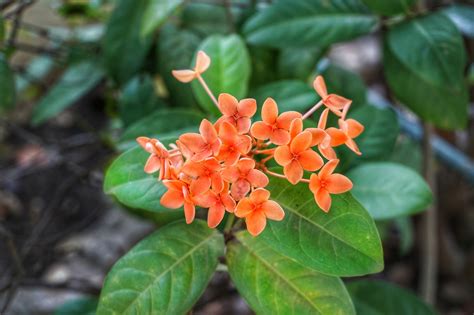 Download free photo of Ixora,chinese,rubiaceae family,evergreen,tree ...