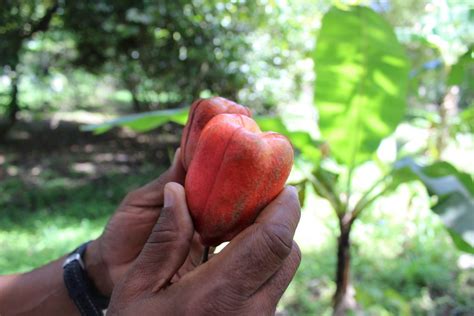 ACKEE FRUIT – Kristy's Brochures/Pamphlets