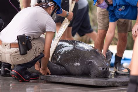 Manatee Released into Ocean After 3 Months in Critical Care