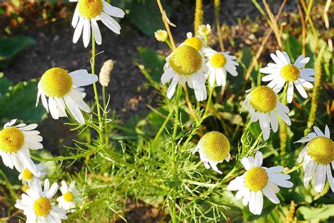 Chamomile Flower Meaning in the language of flowers - SimplyBeyondHerbs