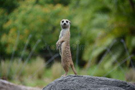 Meerkat Alert stock photo. Image of suricate, profile - 9630334