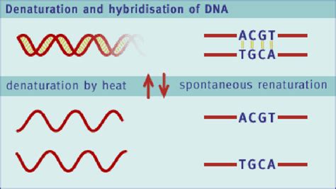 Hybridisation of DNA, or formation of a DNA double helix by mutual ...