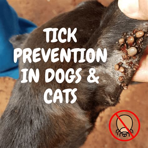 Tick Prevention for Dogs and Cats - AMRRIC