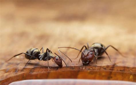 Ant Exterminator Pest Control Rexburg, Idaho