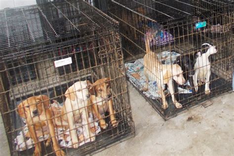 30 dead dogs, 90 alive but in inhumane conditions found at Ohio animal ...