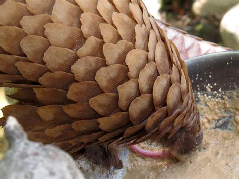 Life with Dylan: Endangered Species Monday - Pangolin