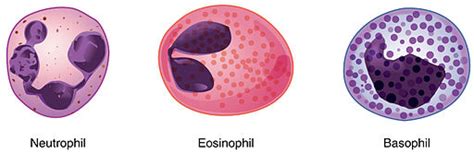 Granulocytes - Definition, Types, Function and Role as Phagocytes