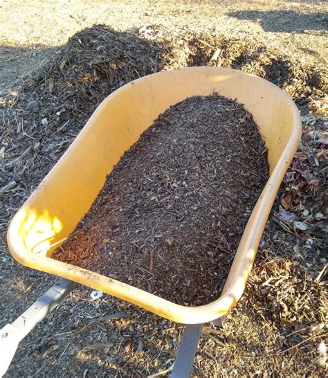 Fertilizing vegetables with compost: pros and cons - Greg Alder's Yard ...