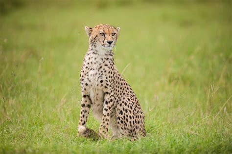 Cheetahs: The World's Fastest Land Animal | AWF